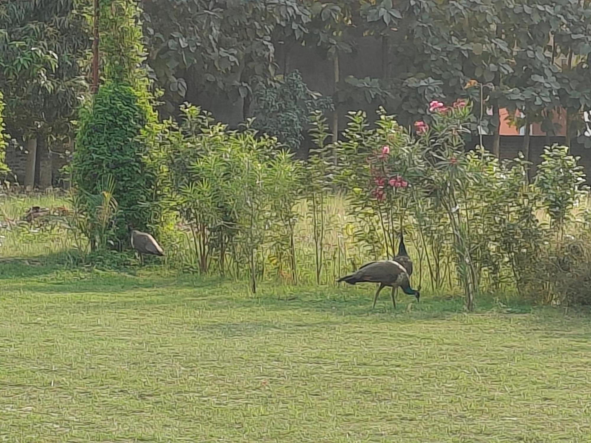 Nature Homestay Benares Buitenkant foto